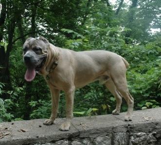 BLUSTEEL'S LITTLE MONSTER, ICKIS