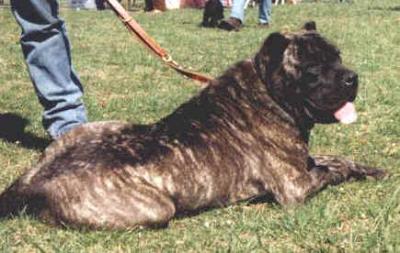 DIXI
