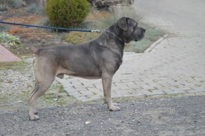 WARO OF BAJER