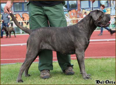 RARE JEWEL DEL-ORTE