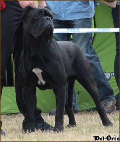 OUTSTANDING BOY DEL-ORTE