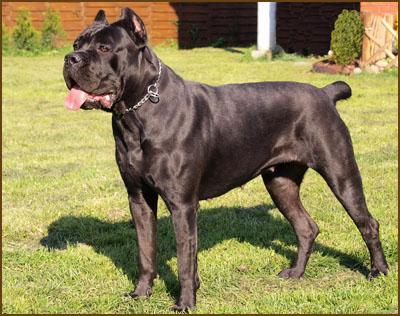 ROTHORM JY DREAM VALKIRIA