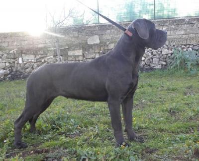 VELVET DELL'ANTIQUA APULIA