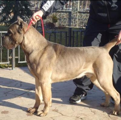 VESPASIAN GAMON
