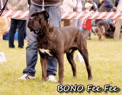 BONO FEE-FEE