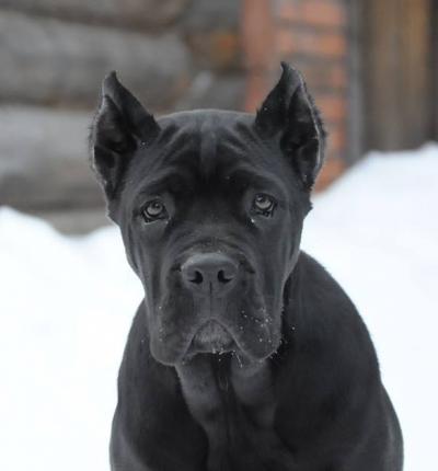 JULIA CEZARIS OCTAVIA APRIORI BEST