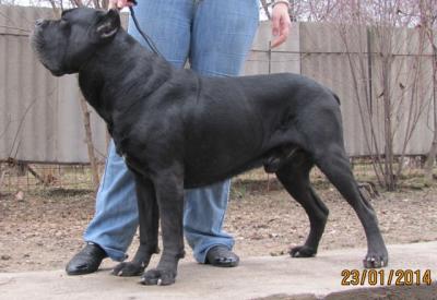 SHON TEGRA-HOVEN