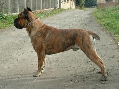 NESTOR