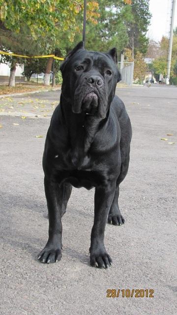 NEGRITA CORSO OF BAJER
