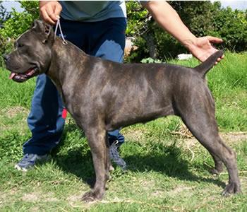 ROTHORM JY DREAM DE LUX