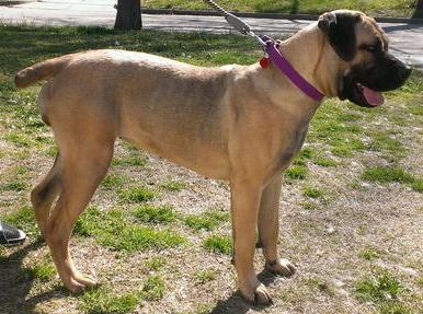 INFANTRY'S CANE CORSO'S BELLA