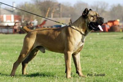 ARES DI CASA CESARO