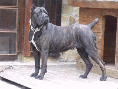 ELANKA CORSO IMPERIUM