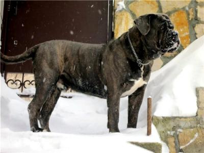 SHELTON BLUE GOLD