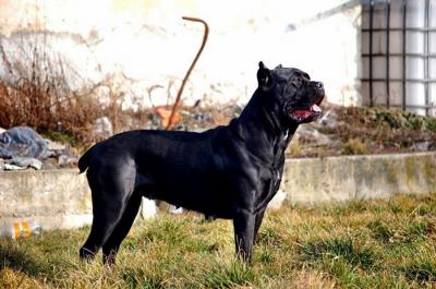 CARRERA VILLA CAPONE