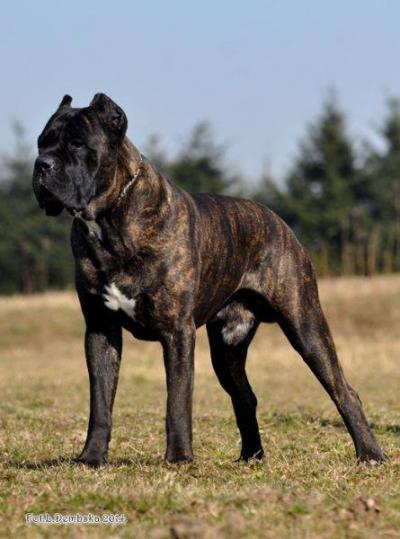 CHAN VILLA CAPONE