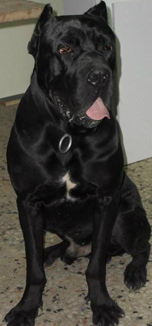 BAF