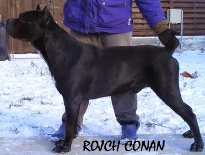 CONAN