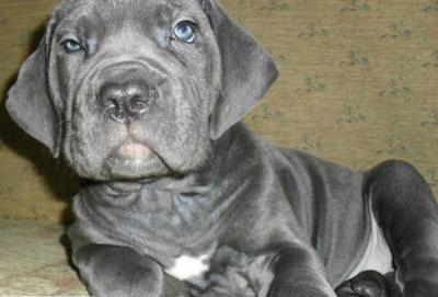 DUMAN