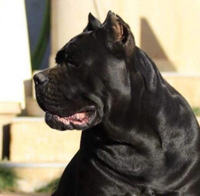 MISSVANGUARD GUARDIANA
