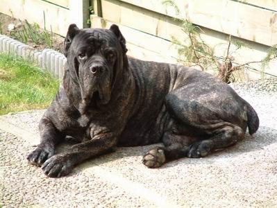 GOLIA
