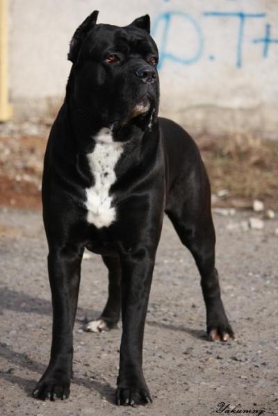 DONO PROVIDENZA VITTORE