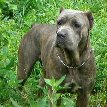 BOREALIS RUS LEGEND