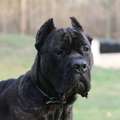 MAN O'WAR DE ELITE