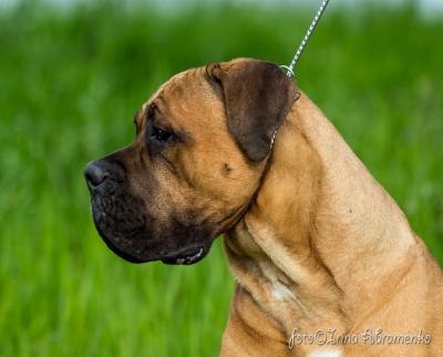 ARES