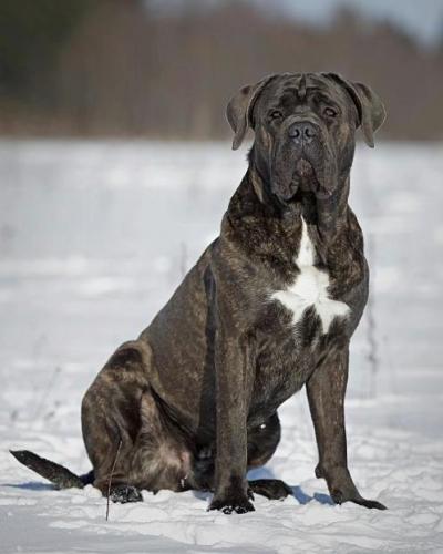 GOLIAF FROM RUSSIAN TRADITIONS