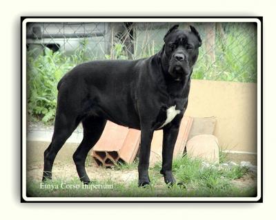 EINYA CORSO IMPERIUM