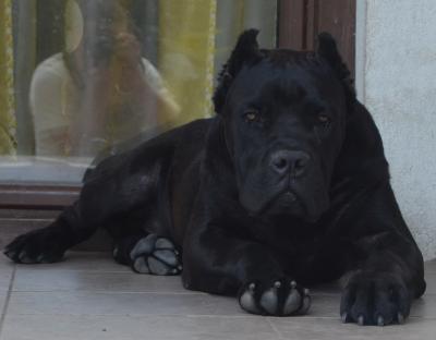 ARKO DI CASA FAURESCU