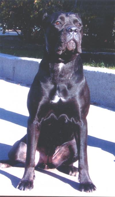 GRETA DELL'ANTICO CERBERUS
