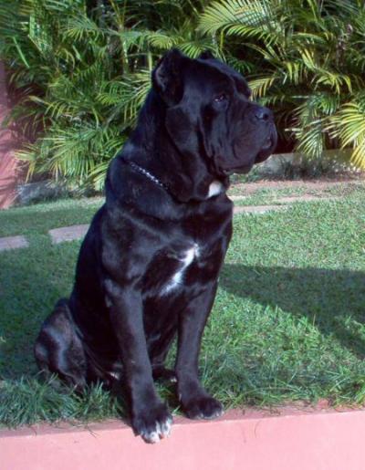 ARES