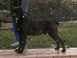 ELIOS DELLA RURALIS GENS