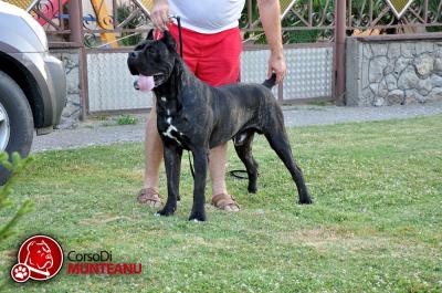 EROS JR L'ANTICO NOBILE