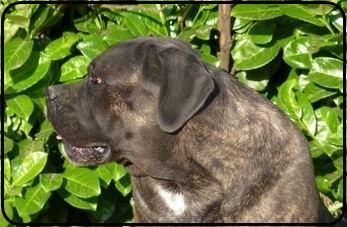 ECILA
