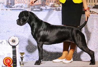 VERTU PLATINUM IZ DINASTII CHEMPIONOV