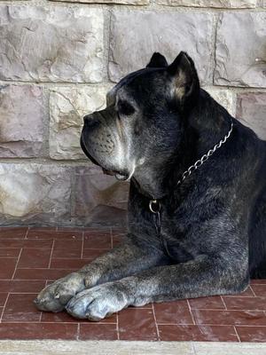 GIACHEREBBE DEL DYRIUM