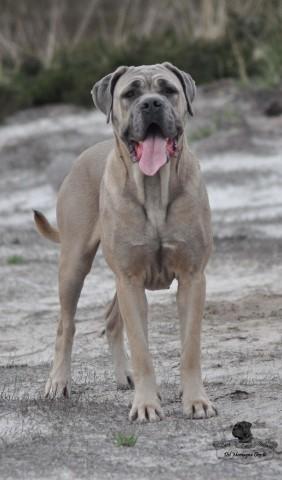 ORINIO MILEY DEL MONTAGNA ORO
