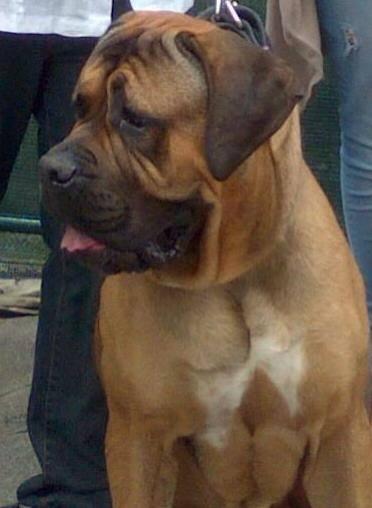 TEO (DETTO ARES)
