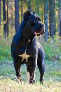 ONE MAN SHOW IZ DINASTII CHEMPIONOV