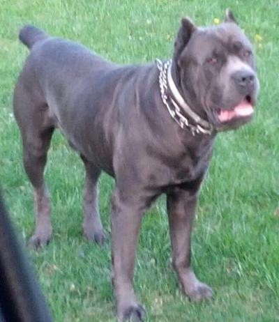 A-1 BRUNO (AKC: A-1'S BRUNO MONTGOMERY)
