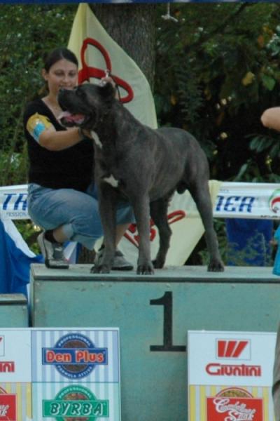 CIRO DEGLI ELMI
