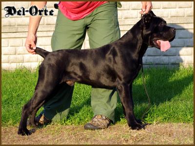 HENNESY DEL ORTE RES LANDES