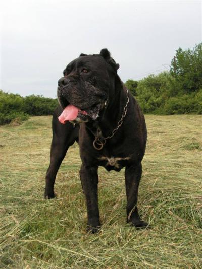 BRUTUS