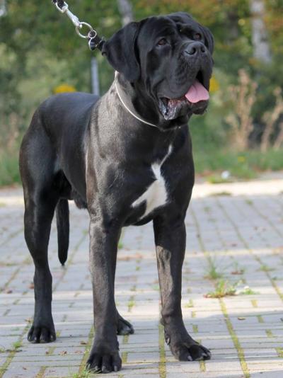 GAMP Z GILDII NIEUSTRASZONYCH