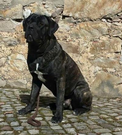 DUKE DE LOS GUARDIANES DEL CIERZO