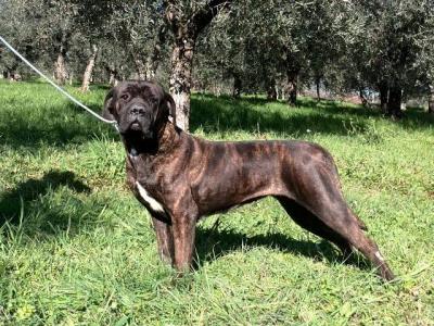 DIVA DEL ROSSO MALPELO