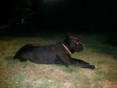 STELLA